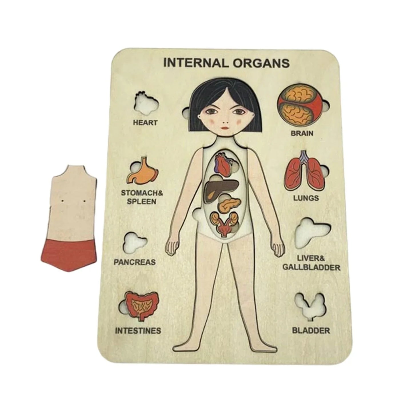 Lerne Den Menschlichen Körper – Anatomie Holzpuzzle
