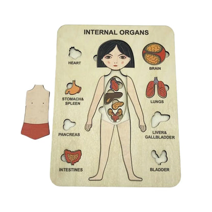 Lerne Den Menschlichen Körper – Anatomie Holzpuzzle